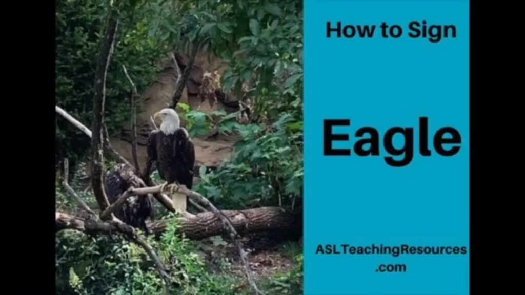 How to sign Eagle in ASL
