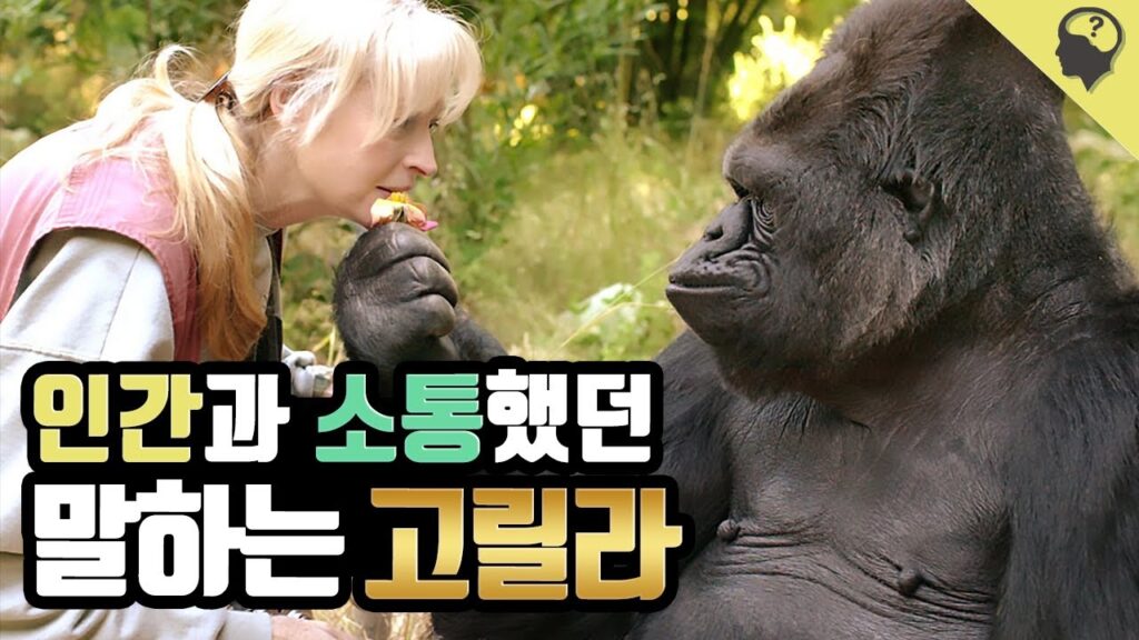「고릴라」의 한국수어 표현