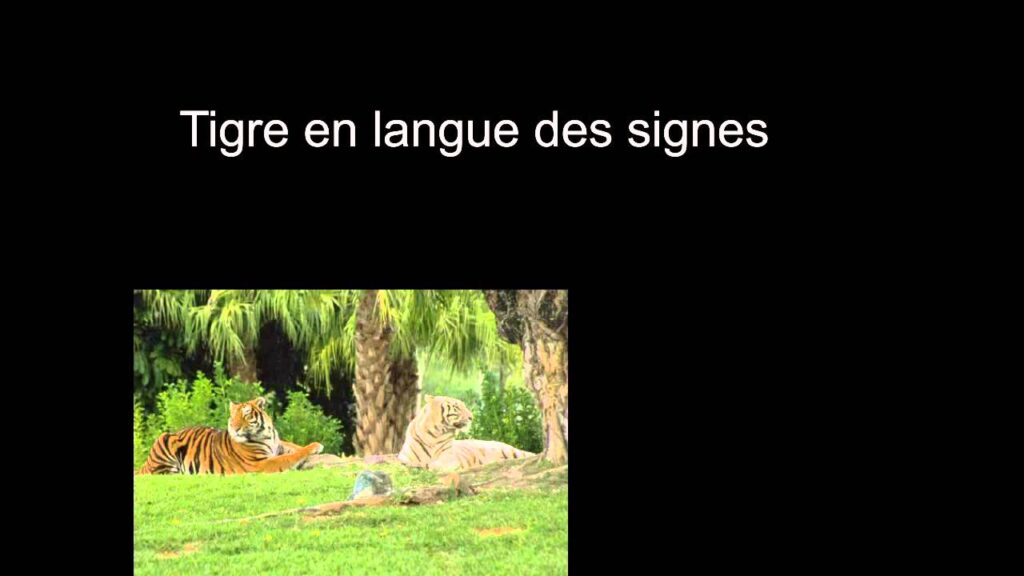 How to sign Tigre In Lsf in ASL