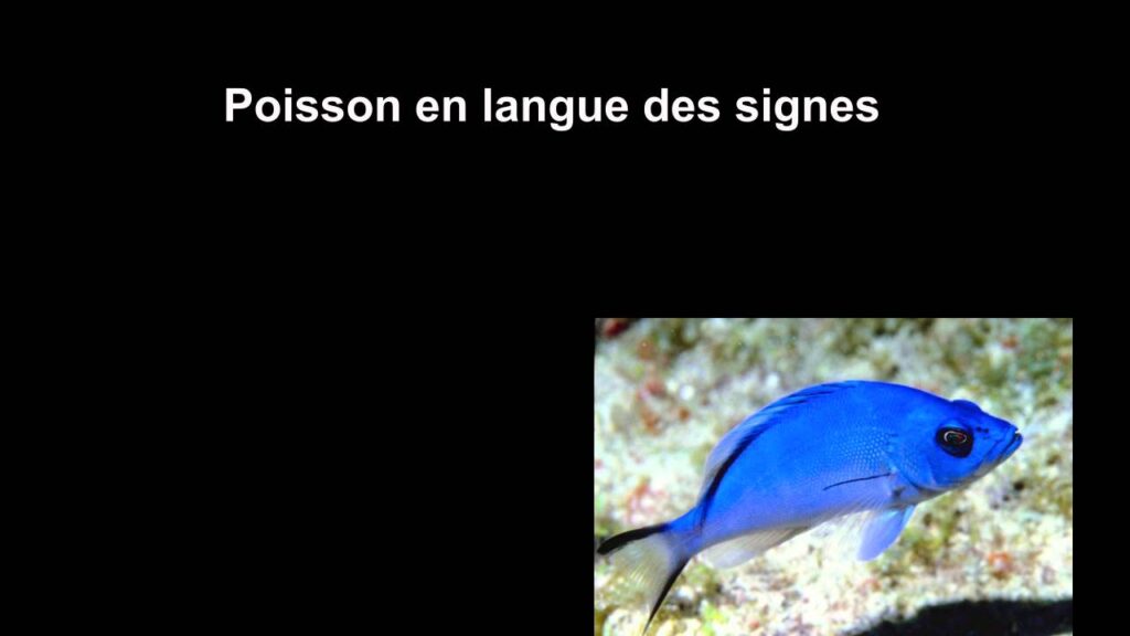 How to sign Poisson Langue Des Signes in ASL