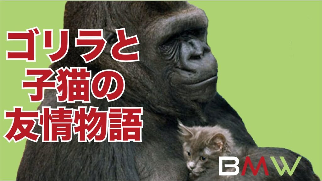「ゴリラ ココ」の日本手話の表し方