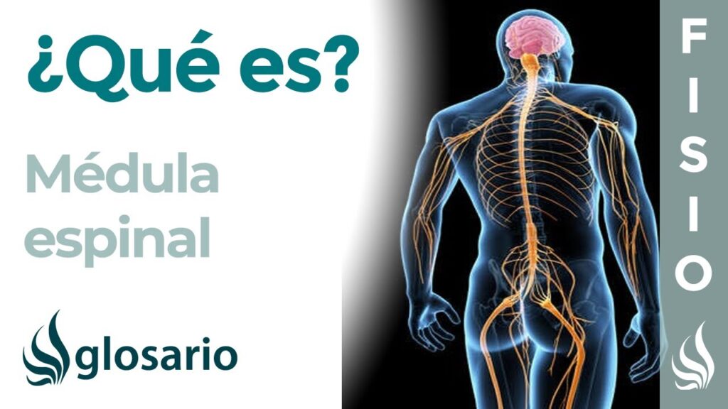 Cómo signar Médula Espinal en LSE